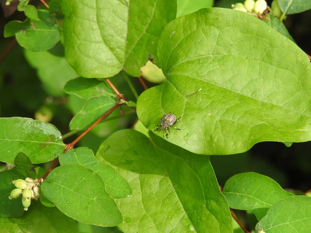 Brown marmorated stink bug on foliage, a fall invader in Montclair Virginia homes near Prince William Forest Park