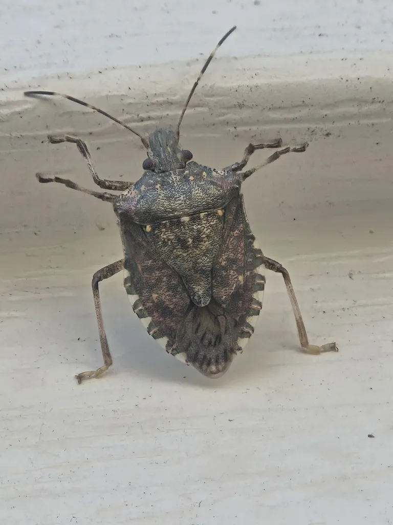 Brown marmorated stink bug on home siding in Brandywine Maryland