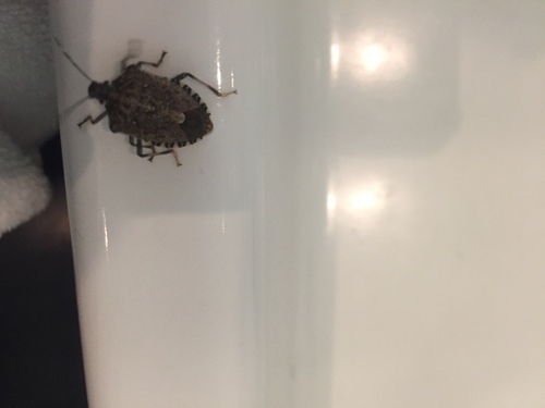 Brown marmorated stink bug entering Clarke County Virginia home in fall