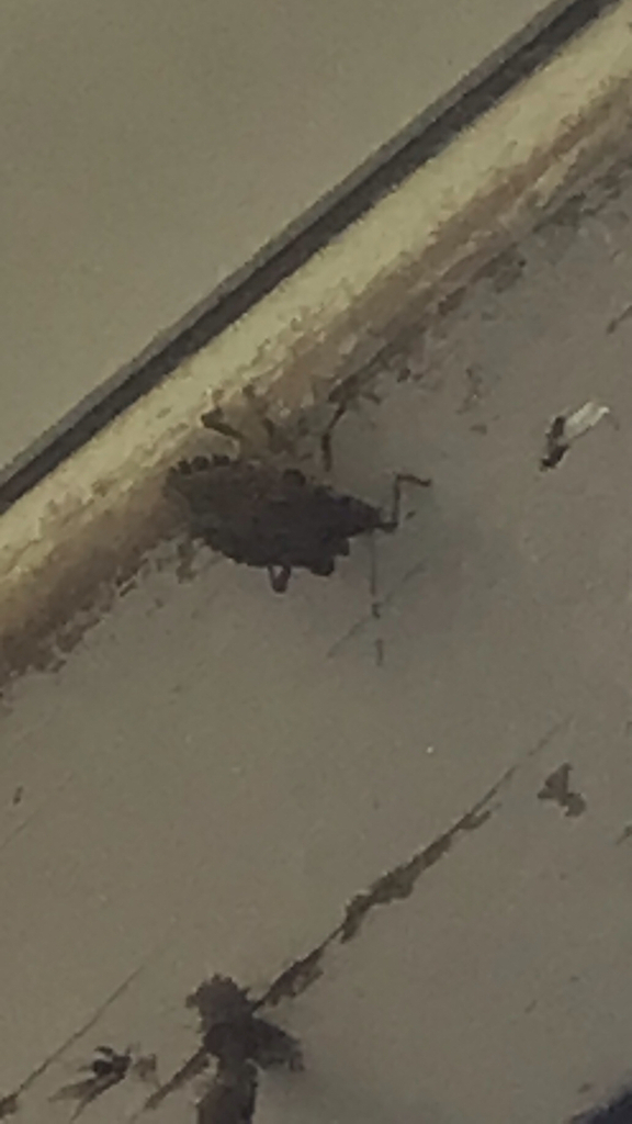 Brown marmorated stink bug on a window frame, a seasonal invader in Arlington homes near Four Mile Run