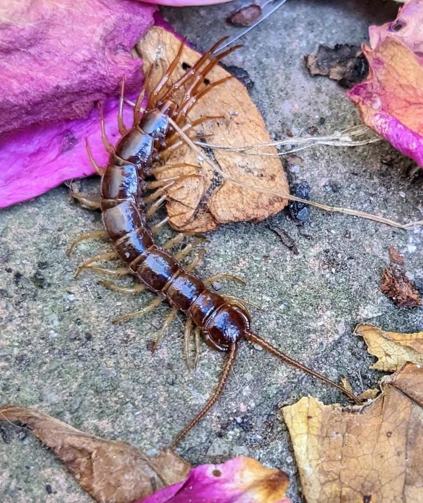 Stone centipede on concrete with colorful leaf debris showing natural habitat