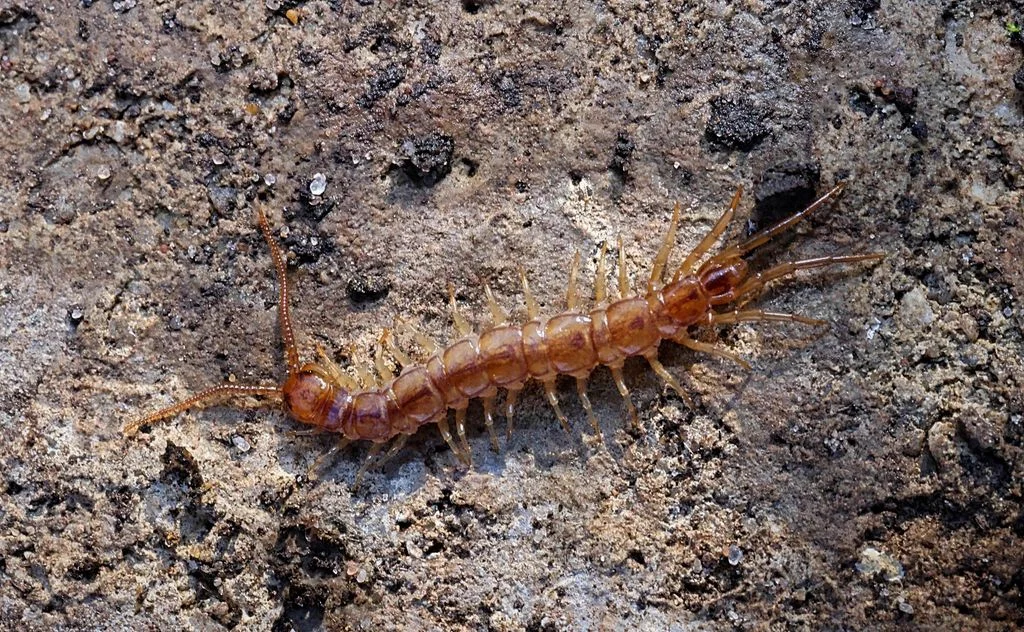 Stone centipede on stone surface demonstrating typical outdoor habitat