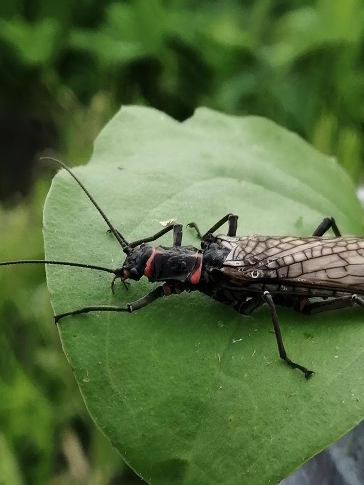 Adult stonefly resting on a leaf near a stream
