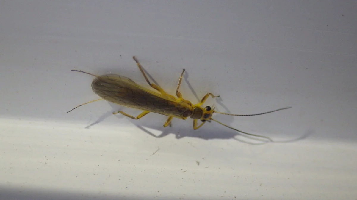 Adult stonefly showing its wings folded flat along its body