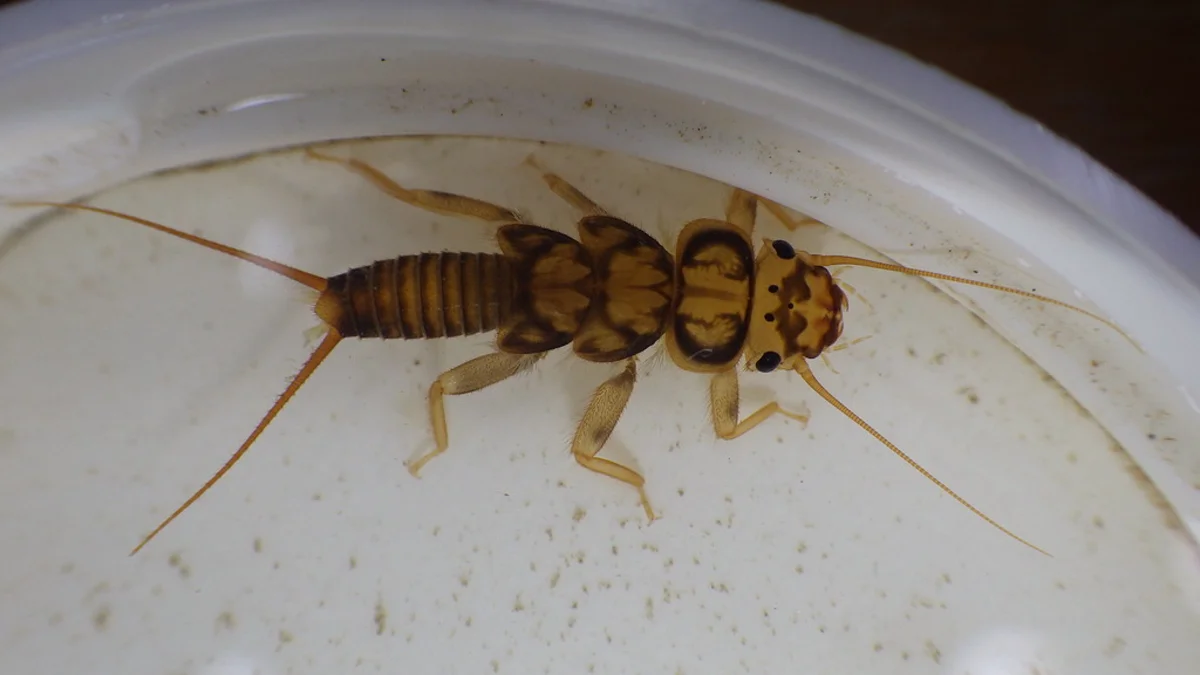 Detailed view of a stonefly nymph with visible leg segments and body markings