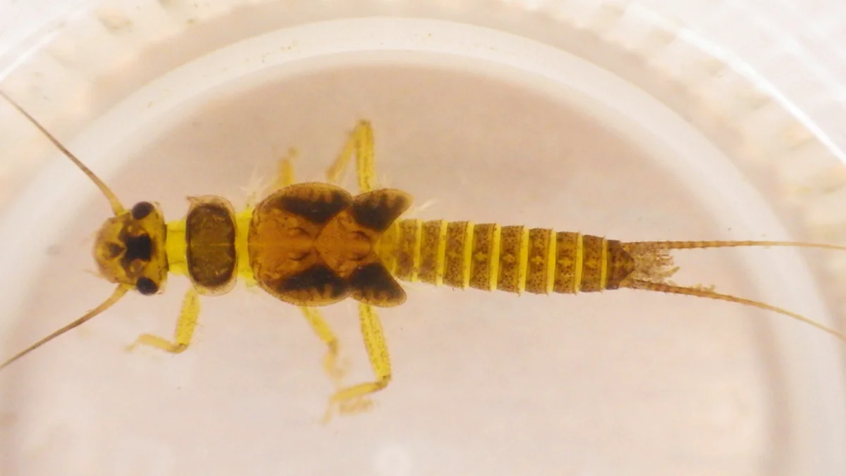 Top-down view of a stonefly nymph displaying its segmented abdomen