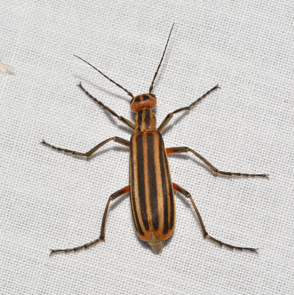 Striped blister beetle with orange and black longitudinal stripes resting on white fabric