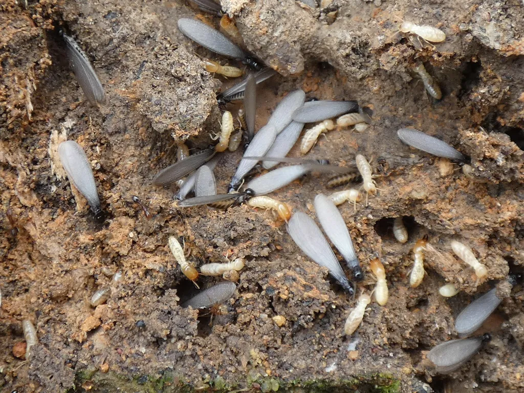 Subterranean termite infestation in soil showing multiple workers