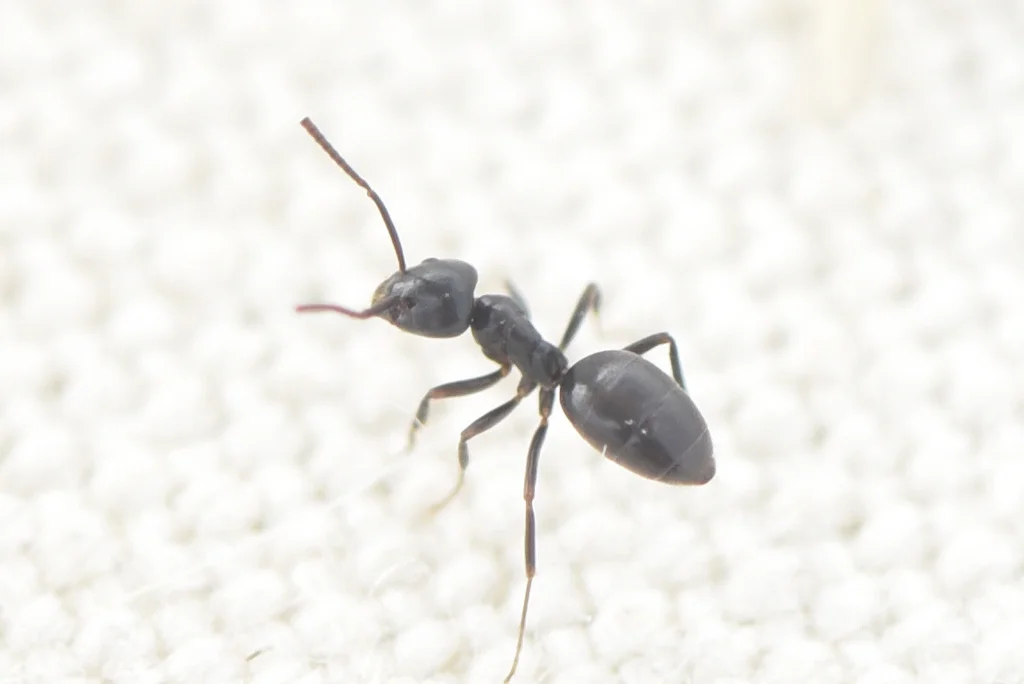 Close-up of a small sugar ant