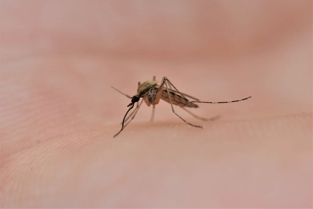 Summer saltmarsh mosquito feeding on human skin displaying characteristic coloring