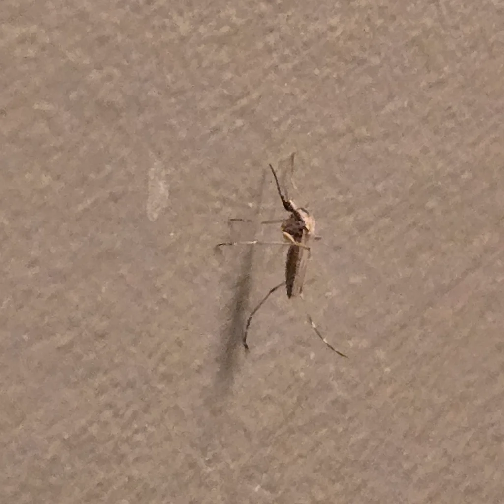 Summer saltmarsh mosquito on wall surface showing distinctive leg banding