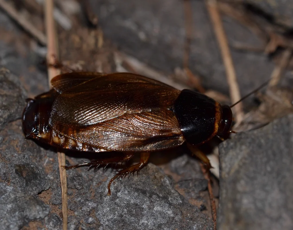 Surinam cockroach on natural substrate showing olive-brown coloring