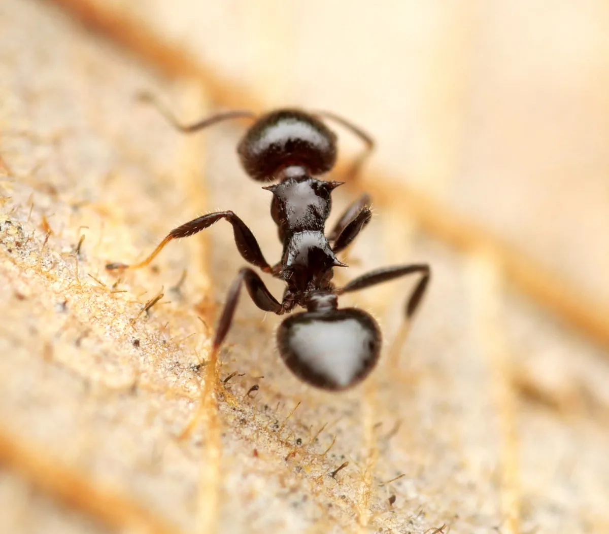 Acrobat ant on weathered wood, an ant that nests in damp porch trim and cornices under Takoma Park's tree canopy