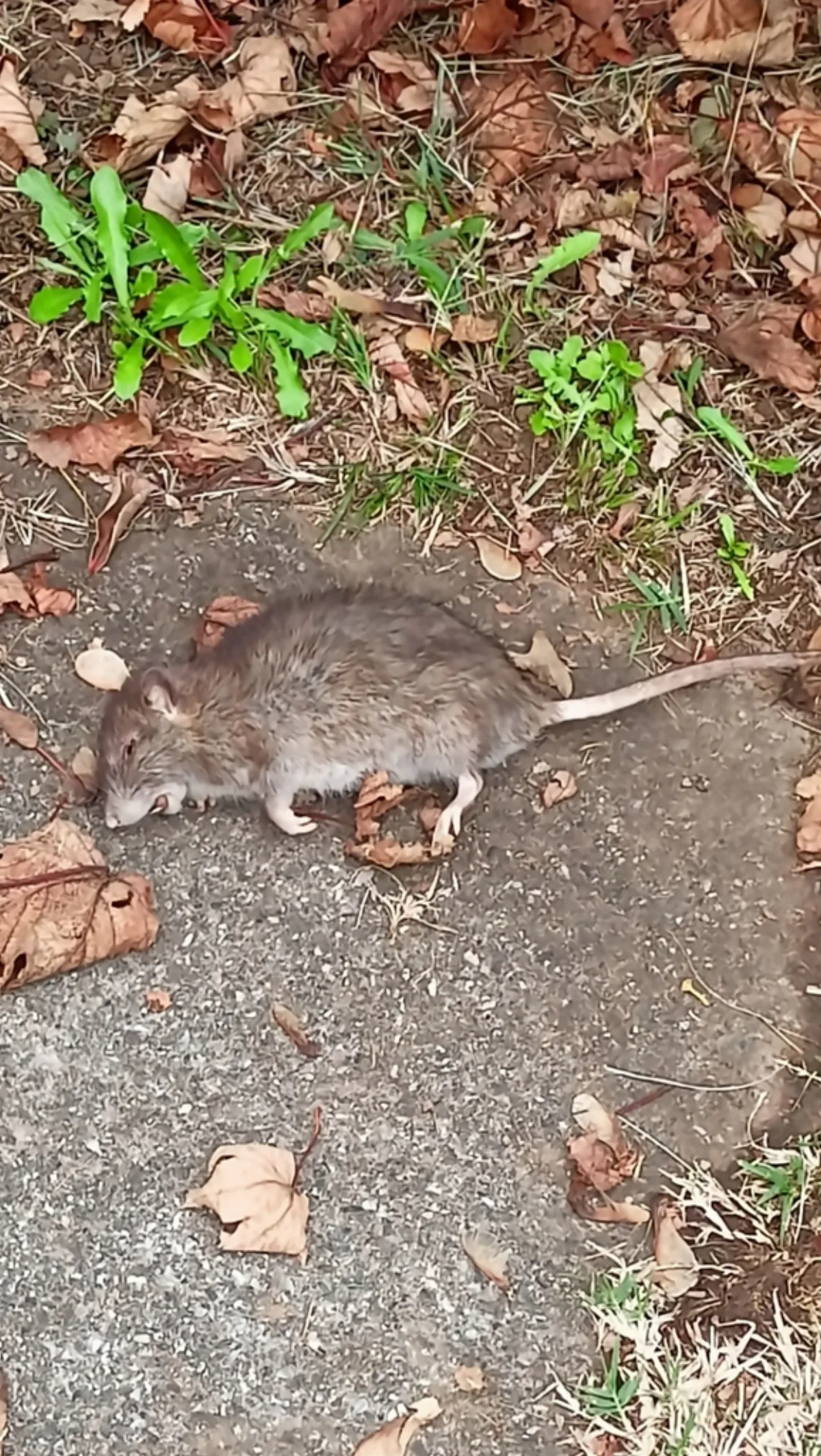 Norway rat foraging in leaf litter and grass in a residential yard