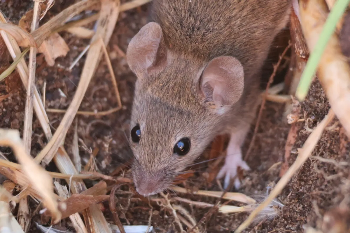 Close-up of a house mouse, the rodent most often found inside Takoma Park homes