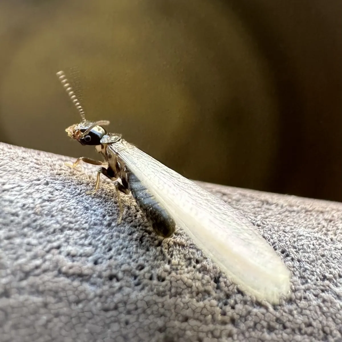 Winged Eastern subterranean termite swarmer resting on tree bark, common in shaded Takoma Park yards in spring