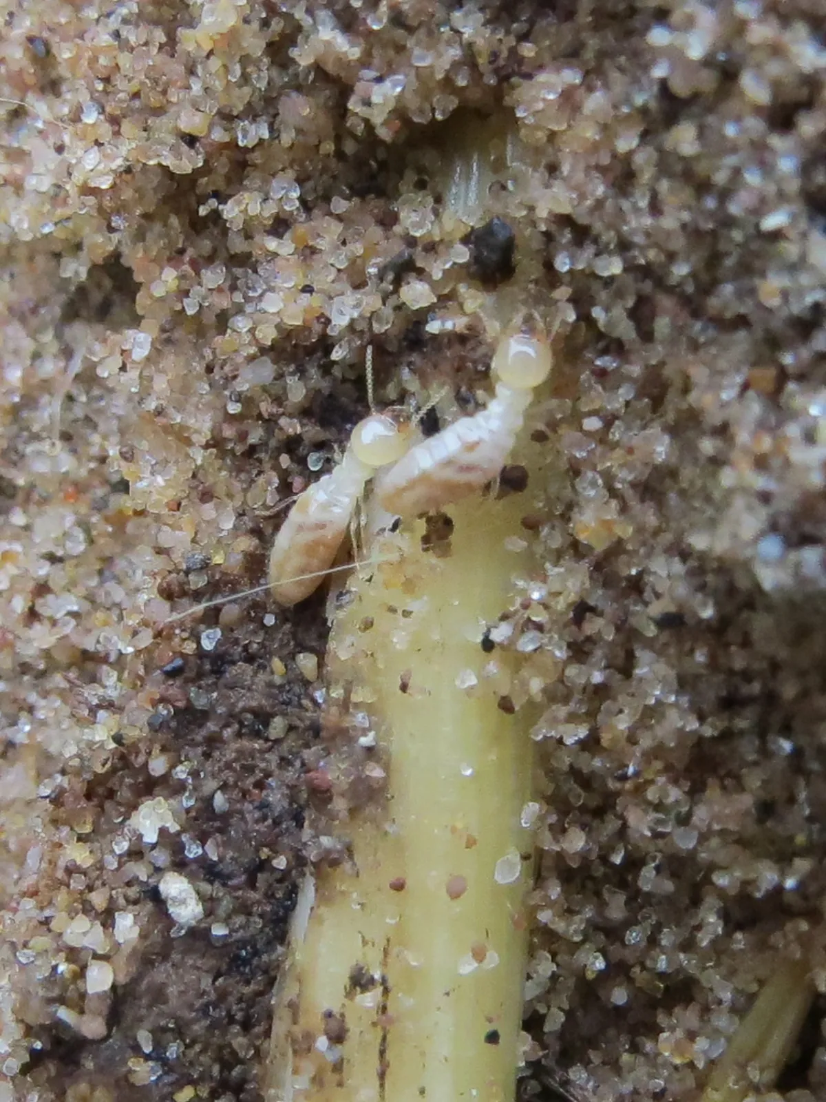 Eastern subterranean termite workers feeding on a buried root in sandy soil, a common source of termites in Takoma Park yards