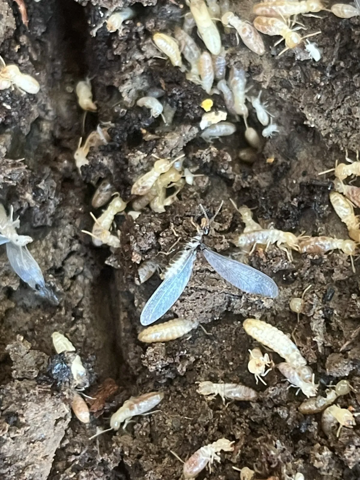 Winged termite swarmer and worker termites in moist soil, a spring sign of termites near Sligo Creek in Takoma Park