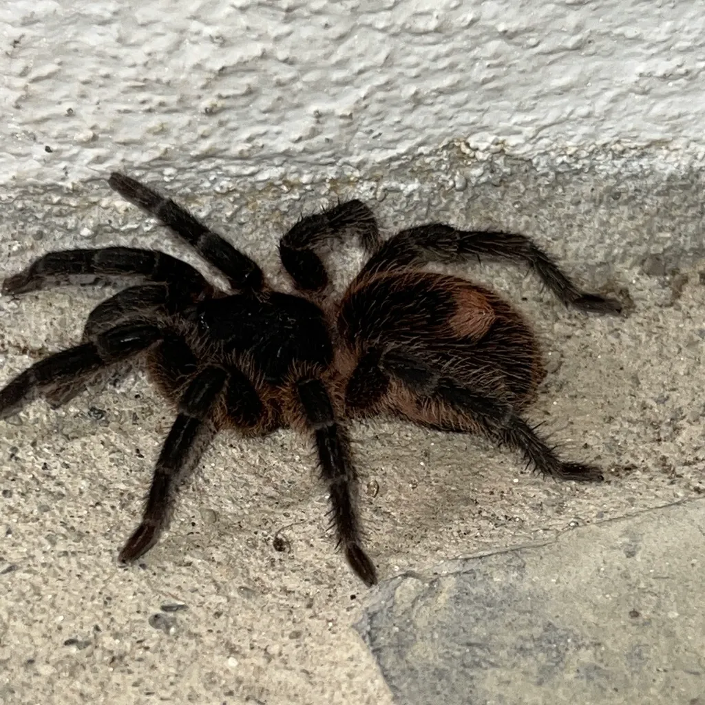 Full body side view of a dark brown tarantula next to a concrete wall
