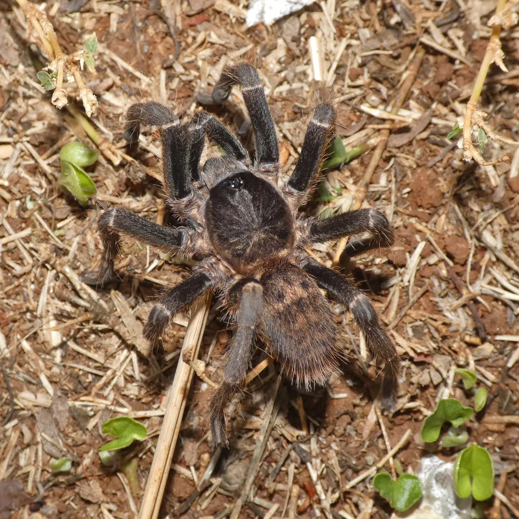 Tarantula viewed from above on ground showing full body shape and hairy legs