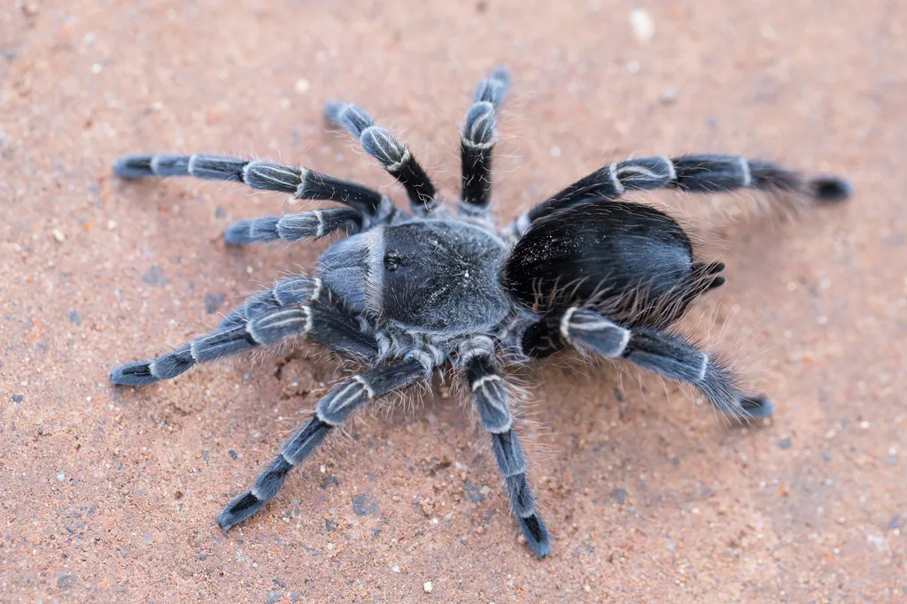 Dark-colored tarantula on sandy ground showing full body and banded legs