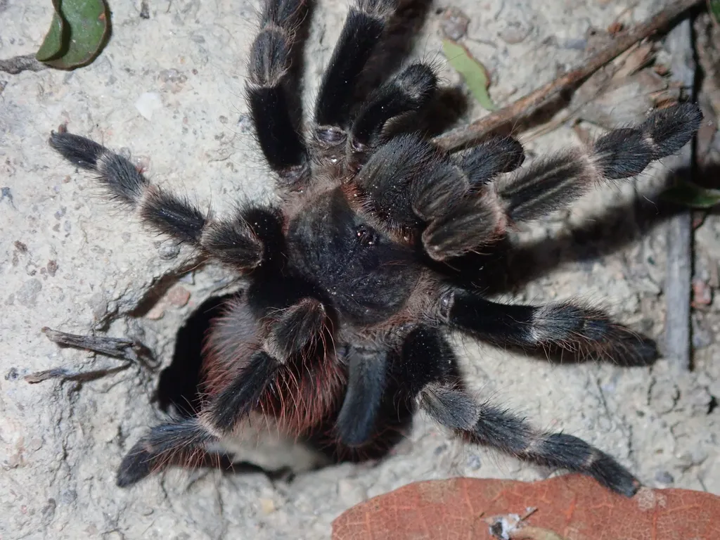 Dark-colored tarantula on stone surface displaying black and reddish-brown coloring