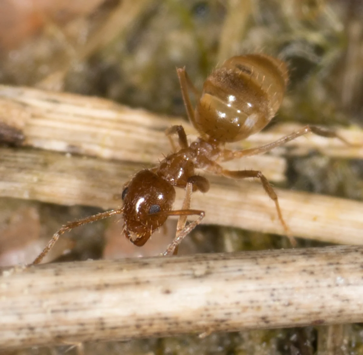 Tawny crazy ant on dried plant material in its natural habitat