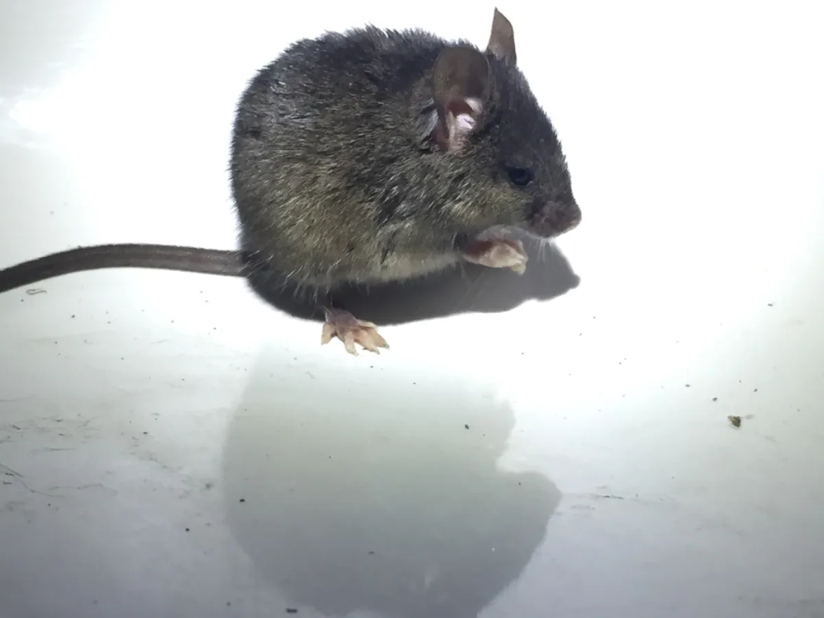 Gray-brown house mouse indoors, the rodent most often found inside Temple Hills duplexes and garden apartments