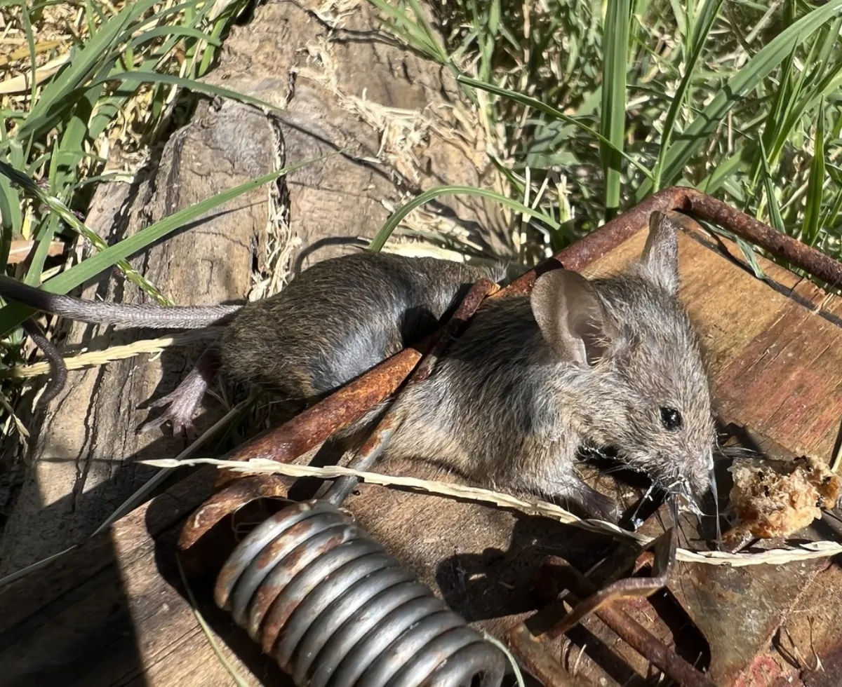 House mouse next to a wooden snap trap near a wall, the kind of indoor setup used where mice enter Temple Hills basements