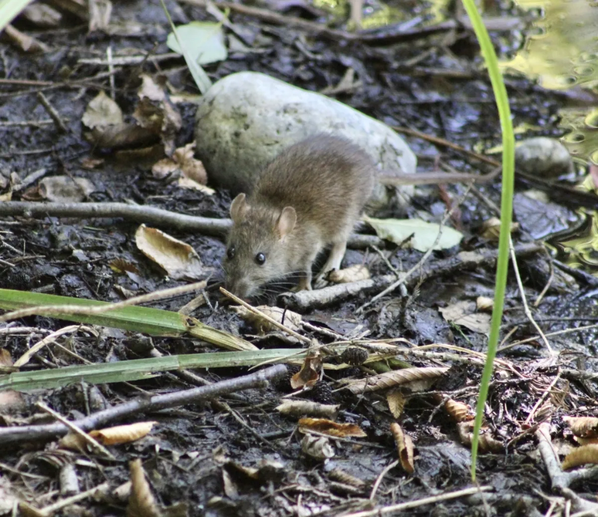 Norway rat foraging in leaf litter and twigs, like the wooded ground along Henson Creek behind Temple Hills back yards