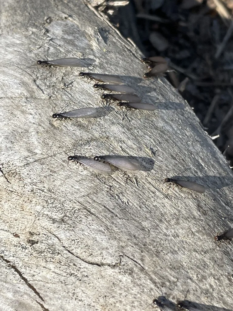 Several winged termite swarmers crawling on a weathered gray board, a sign of an active colony near a Temple Hills home