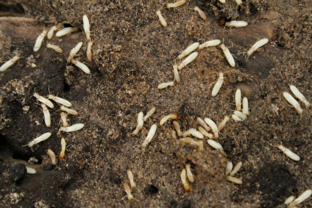 Pale Eastern subterranean termite workers moving through damp soil, the way termites approach Temple Hills brick ramblers