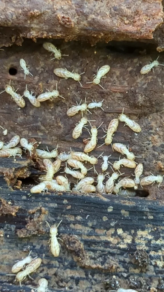 Eastern subterranean termite workers feeding inside soft wood, the kind of damage found during home sale inspections in Temple Hills