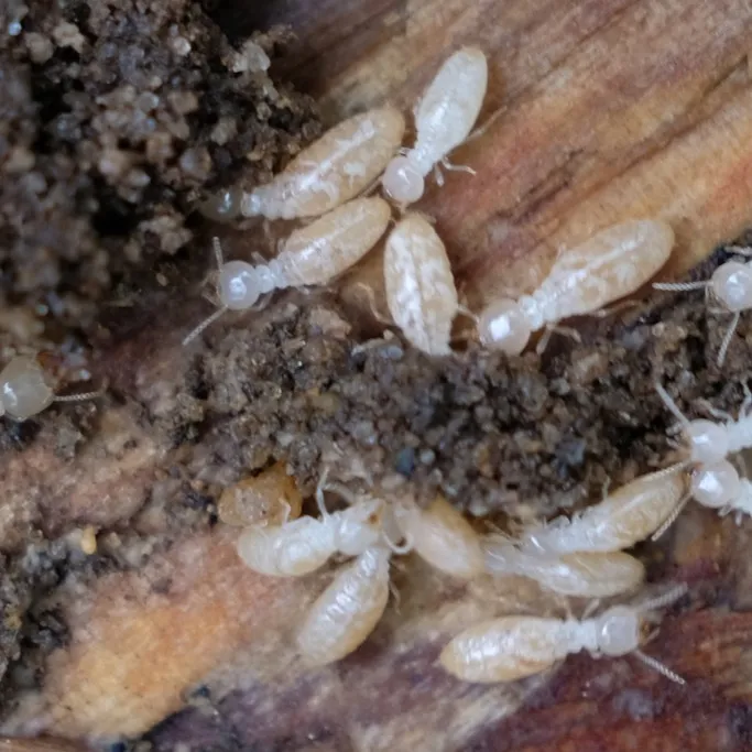 Subterranean termite workers feeding on wood in a Sterling Virginia home