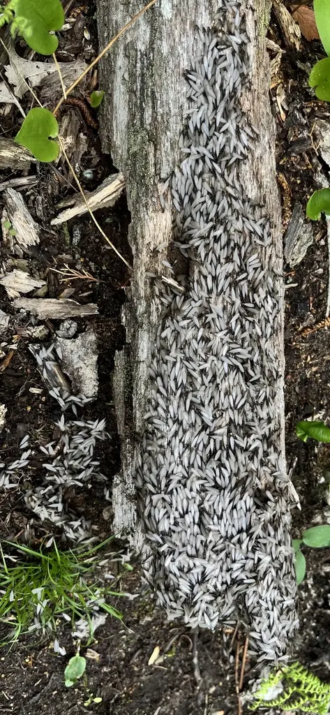 Termite mud tube on wood - a warning sign Aldie homeowners should watch for