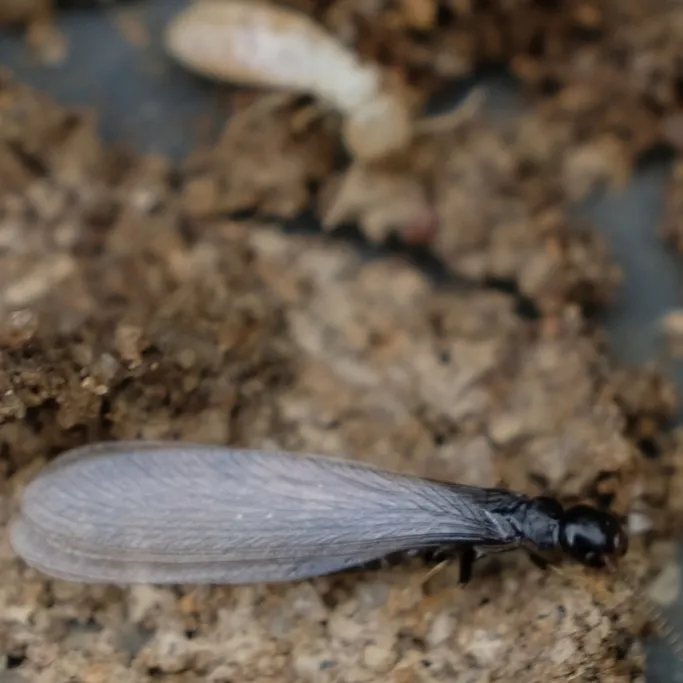 Winged termite swarmer found near Fairfax Virginia home during spring emergence