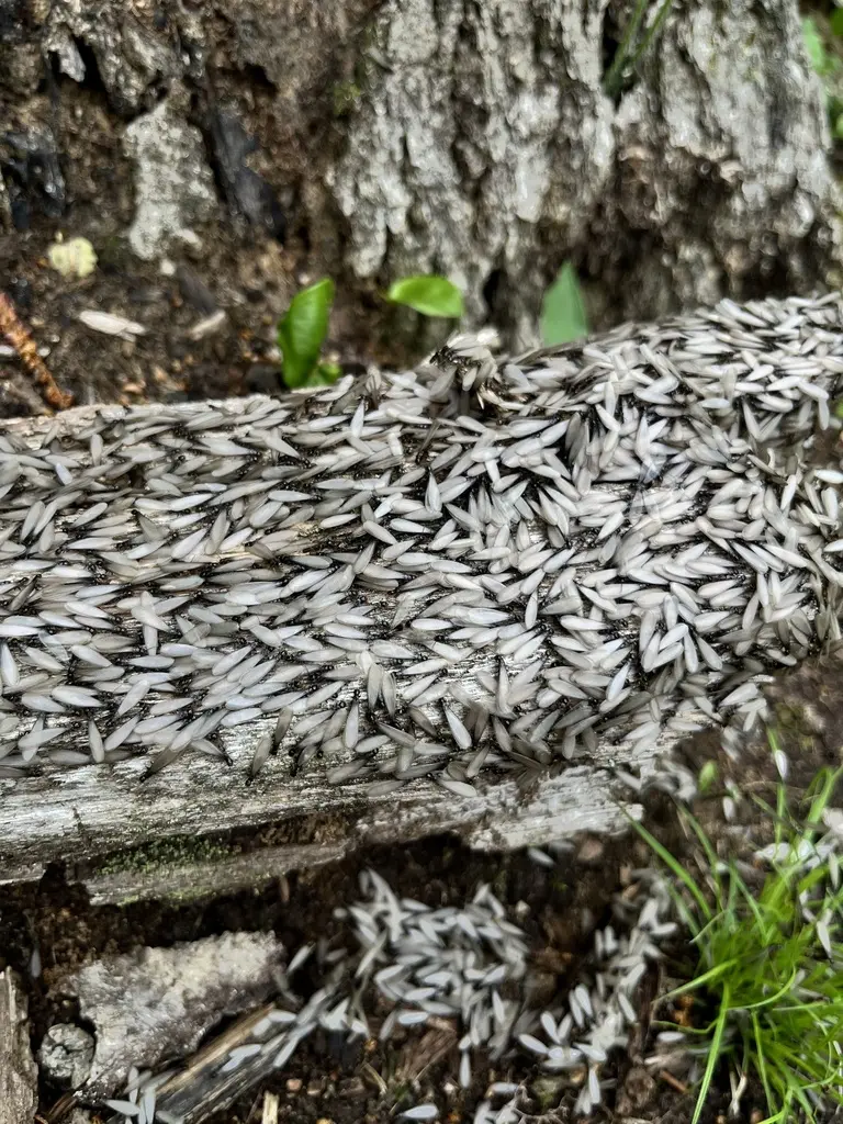 Termite swarmers indicating colony activity near Annandale Virginia homes