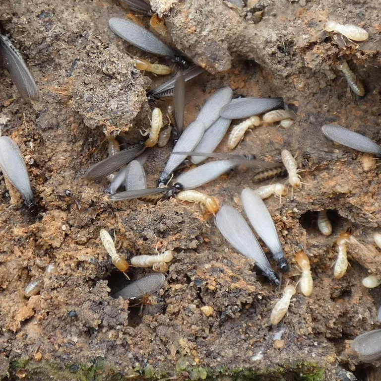 Group of Eastern subterranean termite swarmers found during inspection in Manassas area