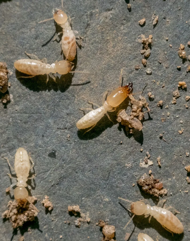 Eastern subterranean termite workers actively feeding in Arlington Virginia