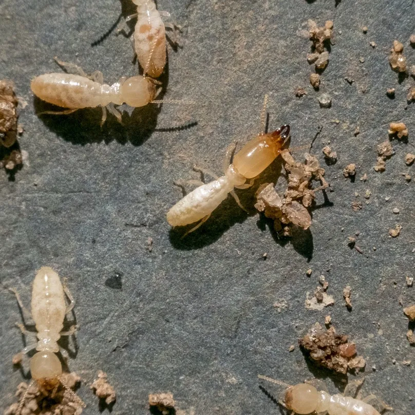 Eastern subterranean termite workers actively feeding near Sterling Virginia