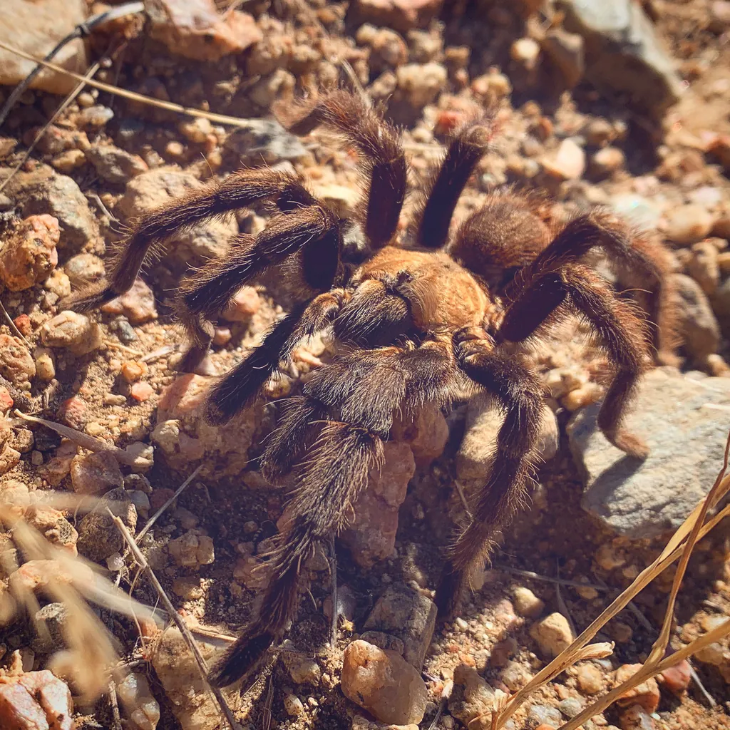 Texas brown tarantula on rocky ground showing characteristic reddish-brown coloring and stocky build