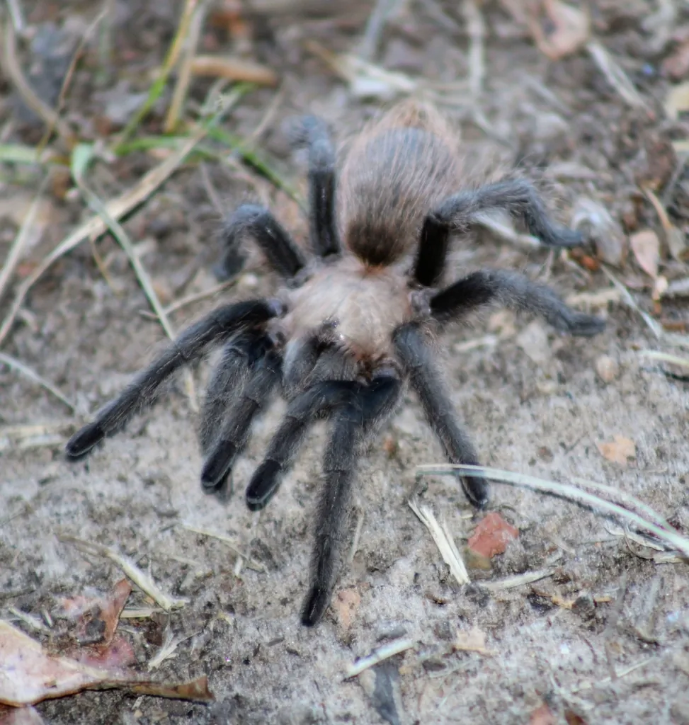 Close-up of Texas brown tarantula showing dense dark hair covering legs and body