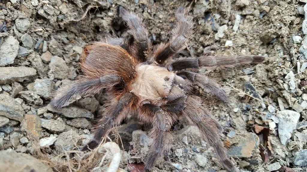 Close-up of Texas brown tarantula showing reddish-brown hair and stocky body on rocky ground