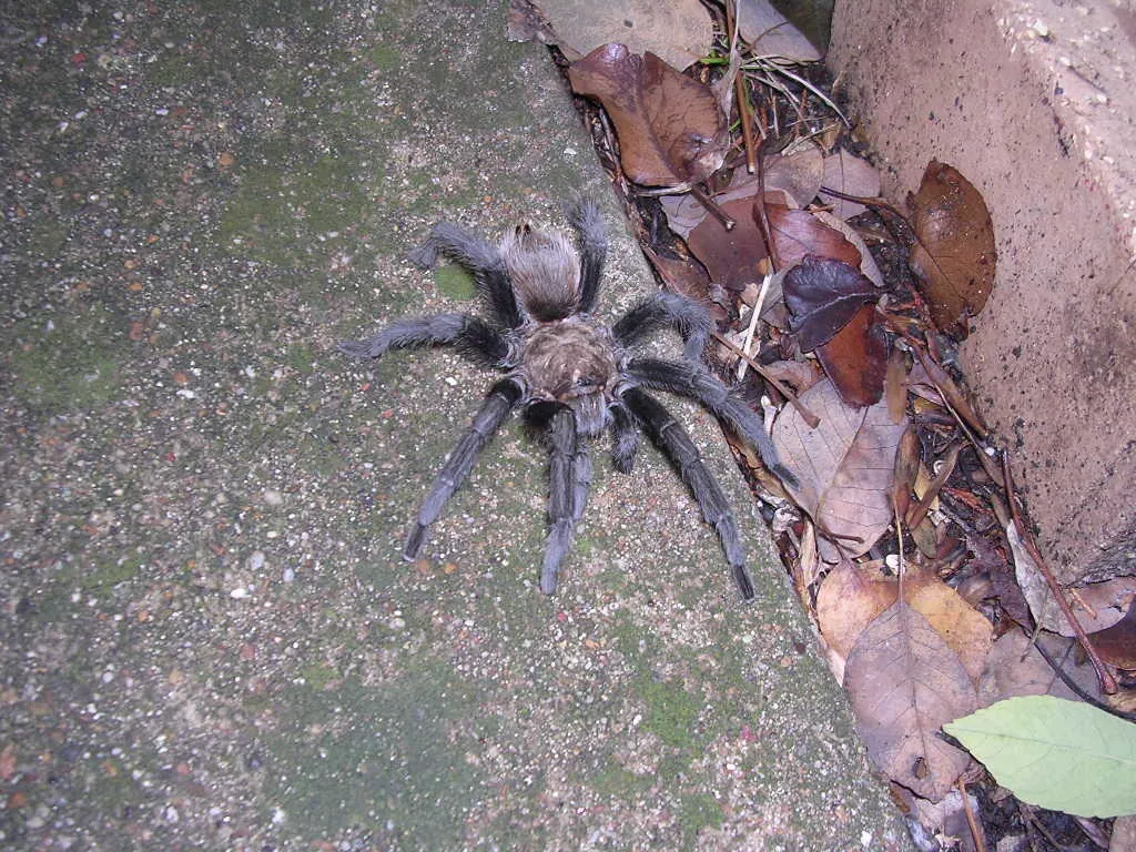 Texas brown tarantula on concrete near leaf litter showing full body and leg span