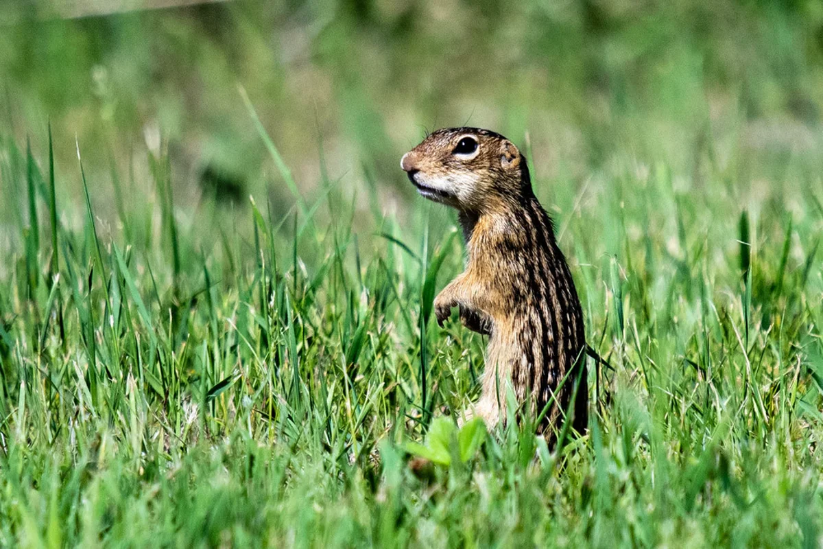 Thirteen-lined ground squirrel standing alert in grassy field
