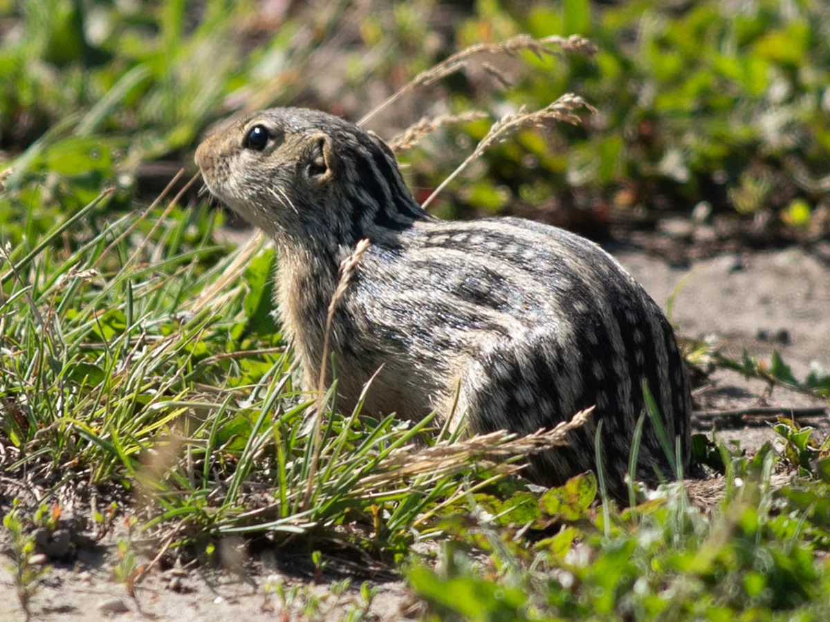 Thirteen-lined ground squirrel in natural grassland habitat