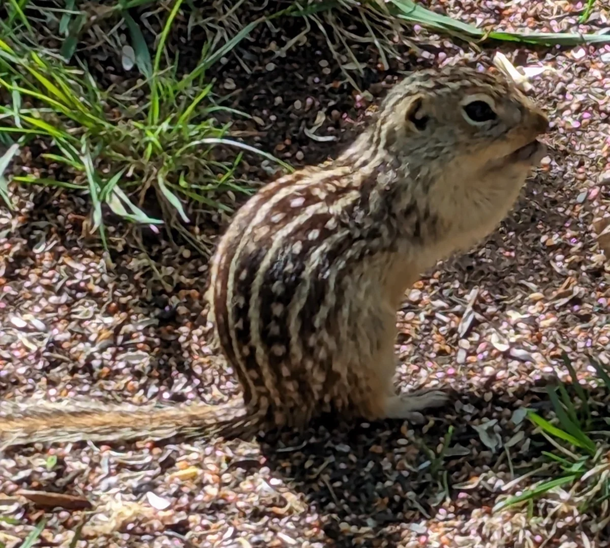 Thirteen-lined ground squirrel in upright alert posture showing characteristic stripes