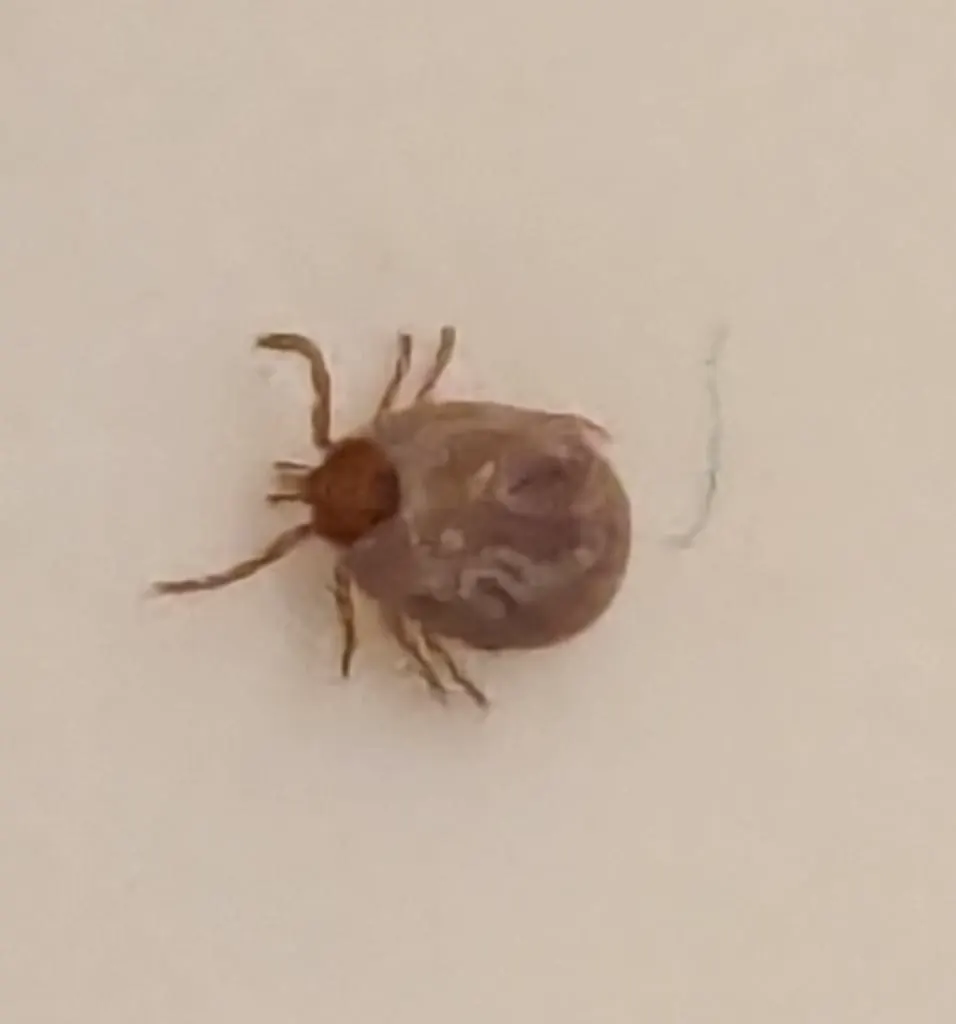 Image of a tick