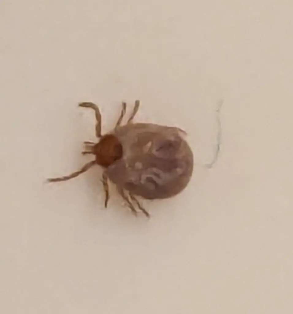 Image of a tick