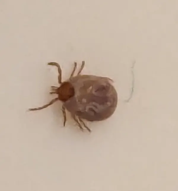 Image of a tick